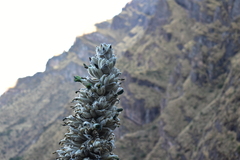 Puya