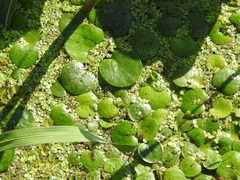 Limnobium laevigatum