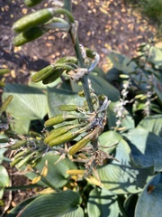 Brevicoryne brassicae