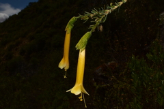 Cantua