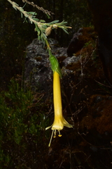 Cantua