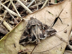 Autographa gamma