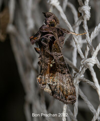 Plusiopalpa