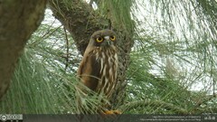 Ninox japonica