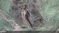 Ninox japonica