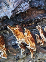 Trametes ochracea