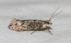 Ypsolopha vittella