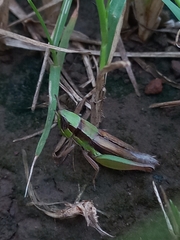 Spathosternum prasiniferum