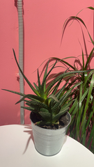 Haworthia