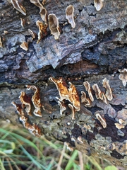 Trametes ochracea