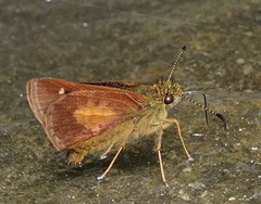 Dalla ticidas