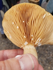 Lactarius pyrogalus