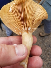 Lactarius pyrogalus