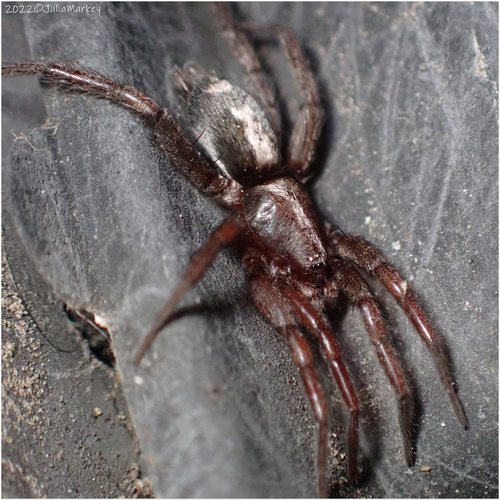 Western Parson Spider