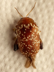 Asiophrida scaphoides