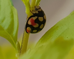 Cheilomenes sulphurea