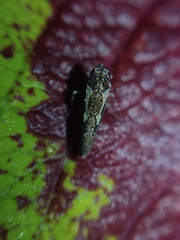 Allogonia
