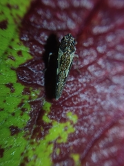 Allogonia
