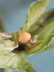 Dasineura medicaginis