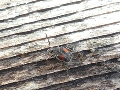 Megacerus discoidus