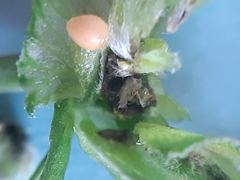 Dasineura medicaginis