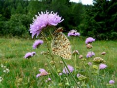 Argynnis niobe