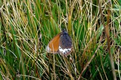 Coenonympha gardetta