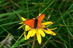 Lycaena