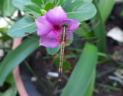 Erythrodiplax nigricans