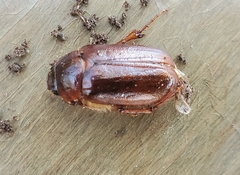 Phyllophaga futilis