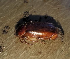 Phyllophaga futilis