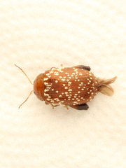Asiophrida scaphoides
