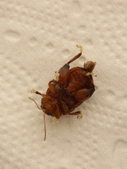 Asiophrida scaphoides
