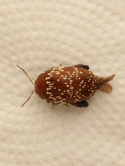 Asiophrida scaphoides
