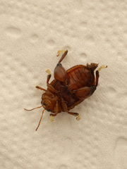 Asiophrida scaphoides