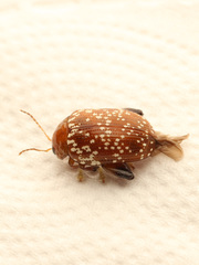 Asiophrida scaphoides