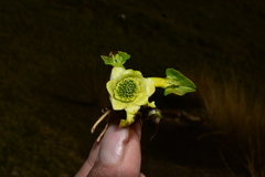 Caltha sagittata