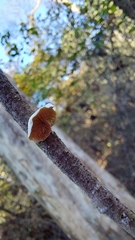 Fungi