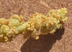Atriplex nummularia