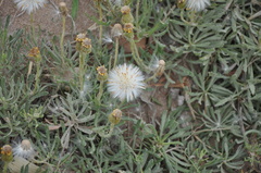 Senecio ceratophylloides