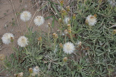 Senecio ceratophylloides