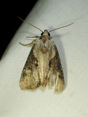 Lateroligia ophiogramma