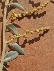 Atriplex nummularia
