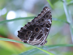 Morpho deidamia