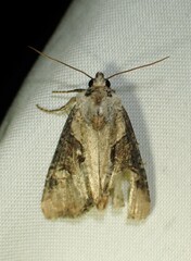 Lateroligia ophiogramma