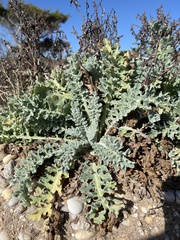 Glaucium flavum