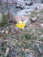 Papaver croceum