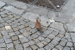 Streptopelia senegalensis