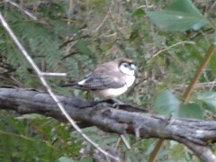 Stizoptera bichenovii