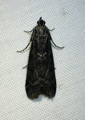 Pyla fusca